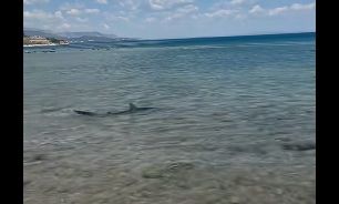 Κορινθία: Τρόμος για λουόμενους, καρχαρίας εμφανίστηκε στις Κεχριές μπροστά στα μάτια τους – Βίντεο