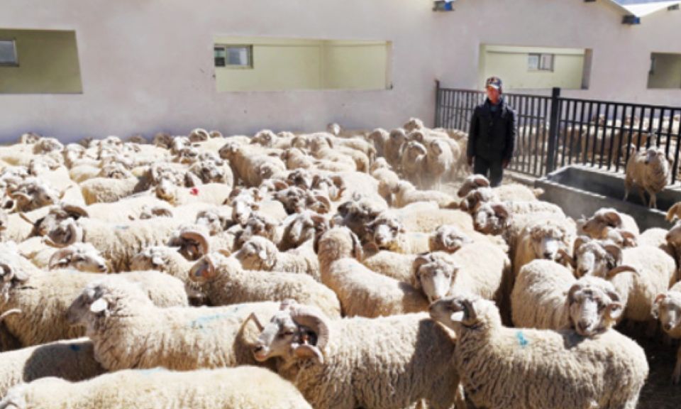 Κίνα: Γιατί μία αγγελία για πρόσληψη βοσκών έγινε viral – Κατατέθηκαν περισσότερες από 700 αιτήσεις