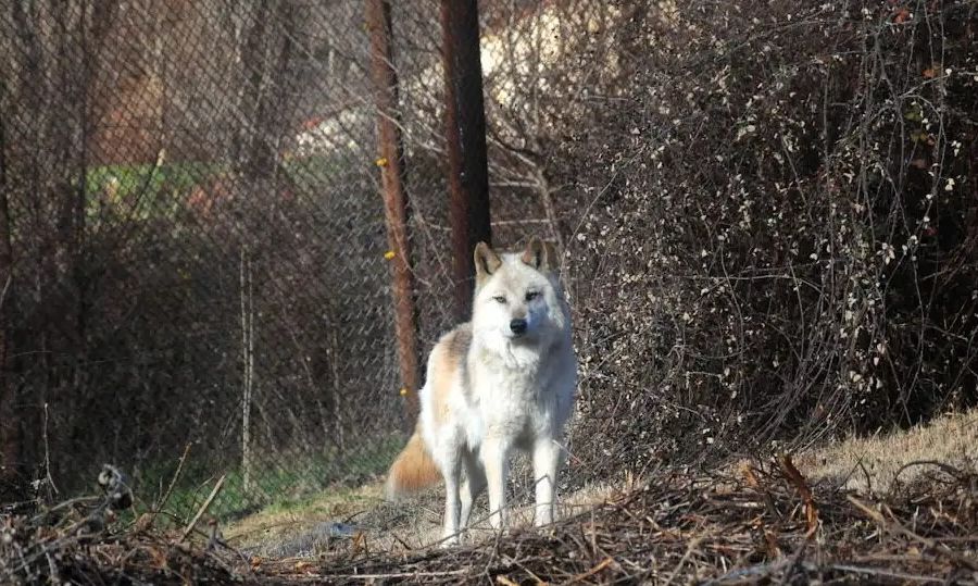 Λύκος επιτέθηκε σε γυναίκα στη Φωκίδα – Η συγκλονιστική περιγραφή της