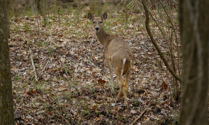 1739469-1718123754801-95419601-deer.jpg
