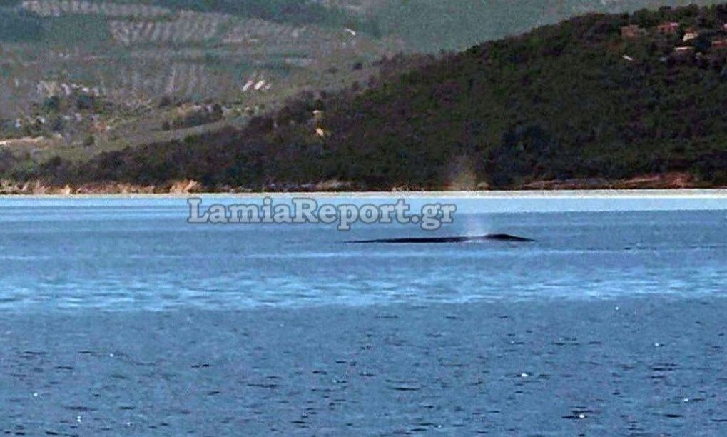 Φάλαινα εμφανίστηκε ανοιχτά του Θεολόγου στον Βόρειο Ευβοϊκό – Βίντεο