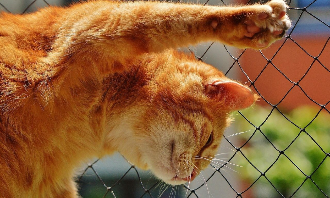 Θεσσαλονίκη: Είχε δέσει στο μπαλκόνι της τρεις γάτες με σχοινί – Συνελήφθη από την ΕΛΑΣ