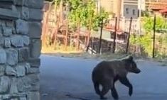 Γρεβενά: Αρκουδάκι κάνει βόλτες σε χωριό