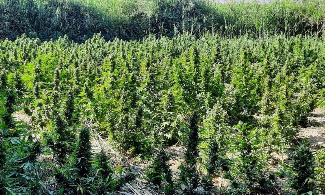 Πάτρα: Εντοπίστηκε χασισοφυτεία με περισσότερα από 1000 δένδρα