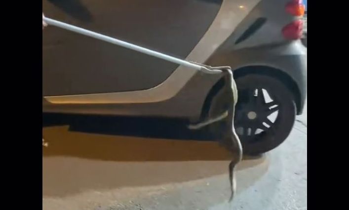 Θεσσαλονίκη: Φίδι βρήκε καταφύγιο στη μηχανή ΙΧ