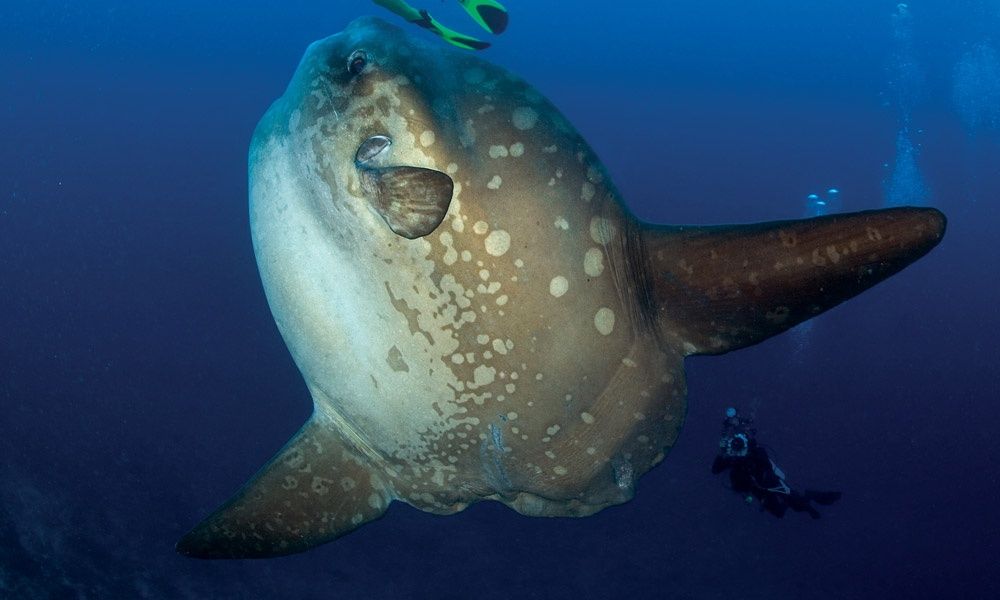 Mola Mola: Το ψάρι 1 τόνου που γεννάει 300 εκατομμύρια μικροσκοπικά αυγά… ενός γραμμαρίου