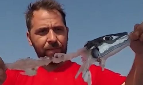 Λαγοκέφαλοι: Πείραμα ψαρά αποκαλύπτει την κανιβαλιστική φύση τους – Κατασπαράζονται μεταξύ τους