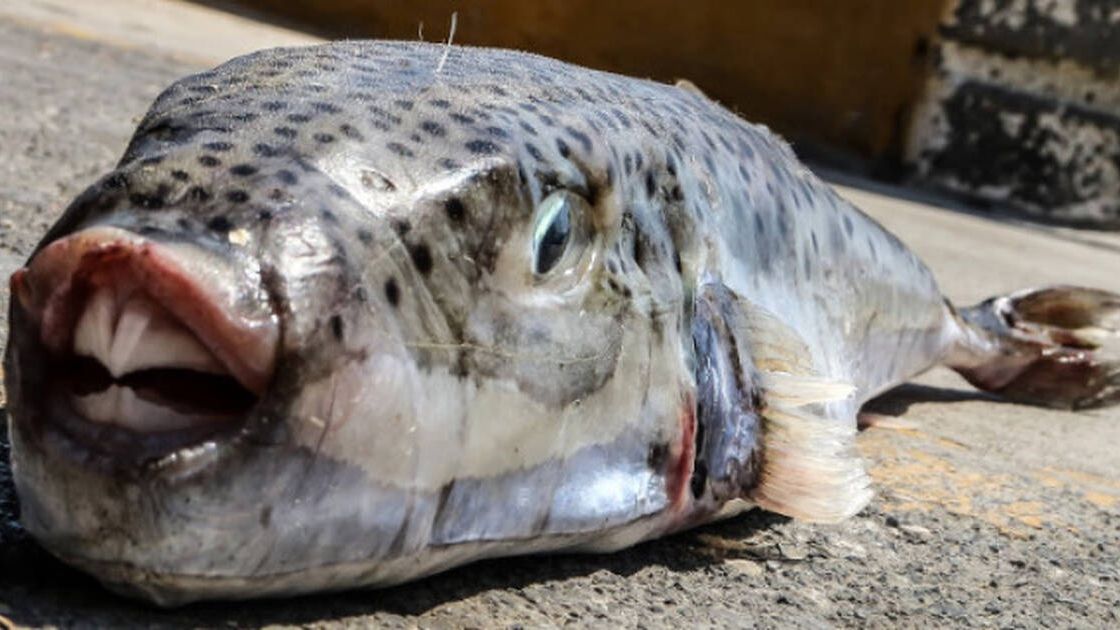 Τι κάνουν στην Κύπρο με τους τόνους λαγοκέφαλου που πιάνουν κάθε χρόνο