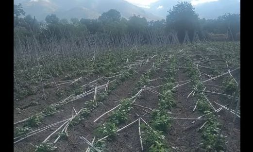 Πρέσπες: Σοβαρές ζημιές στις αγροτικές καλλιέργειες από την κακοκαιρία – Σε απόγνωση οι παραγωγοί