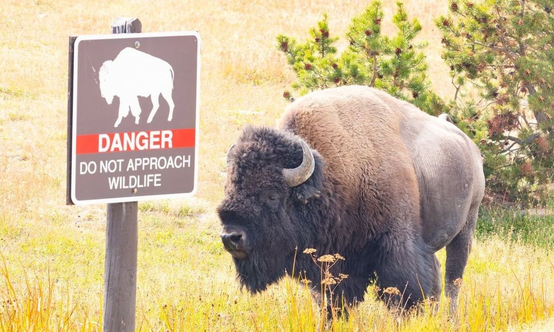 Επίθεση βίσωνα σε 12χρονο στο Εθνικό Πάρκο Yellowstone – Η πρώτη για το 2026