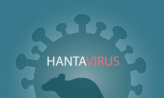 1746229-d544c144-bigstock-hantavirus-rat-or-mouse-with-358443068.jpg