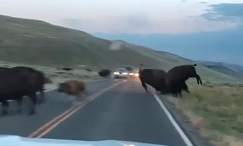 Άγρια σύγκρουση βισόνων στο Yellowstone – Βίντεο που «κόβει» την ανάσα