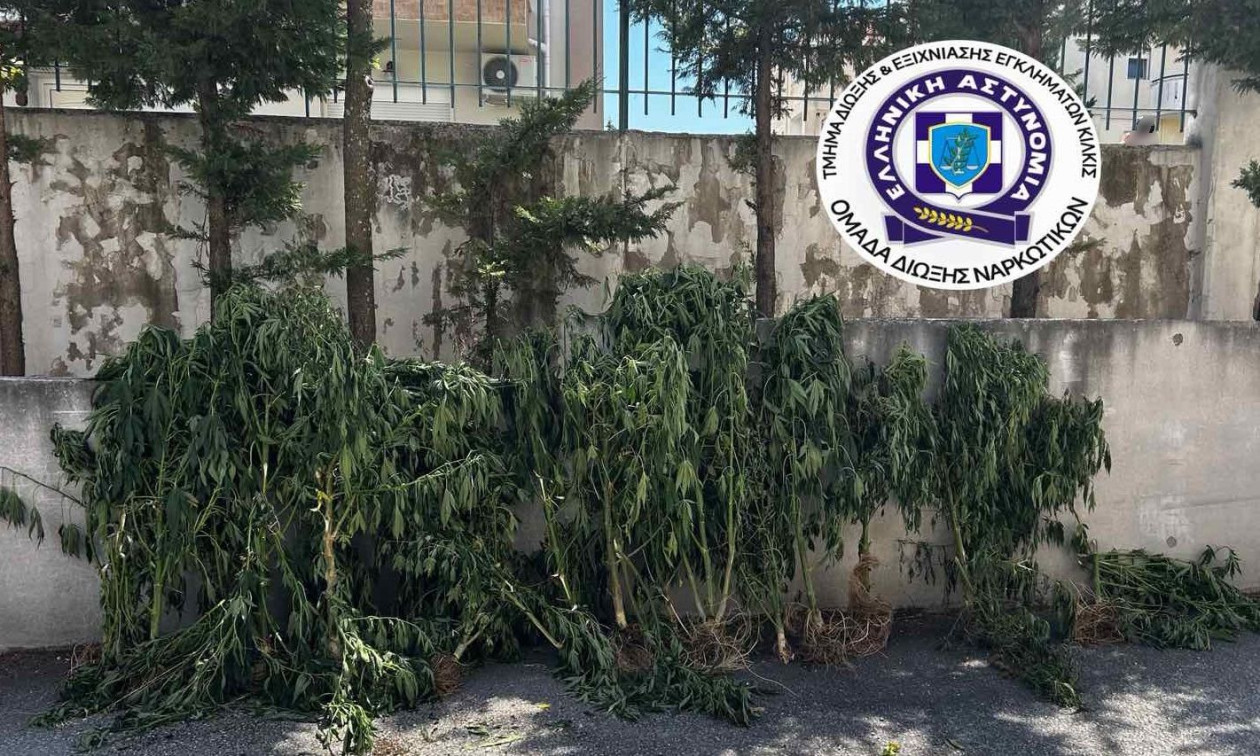 Θεσσαλονίκη: Καλλιεργούσε 26 δενδρύλλια κάνναβης σε δωμάτιο της οικίας του