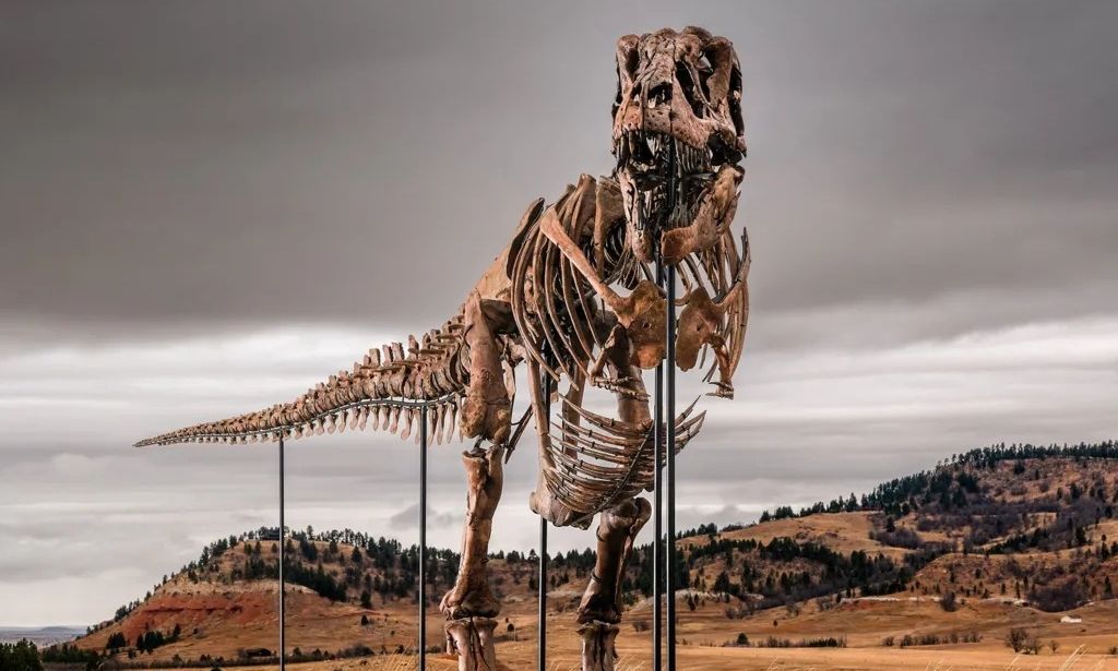 Στο «σφυρί» ο T. rex «Gus» έναντι 30 εκατ. δολαρίων – Η μάχη μεταξύ μουσείων και δισεκατομμυριούχων