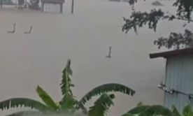 Τρόμος στην Κίνα: Βασιλικά φίδια και κόμπρες δραπέτευσαν από φάρμες κατά τη διάρκεια των πλημμυρών