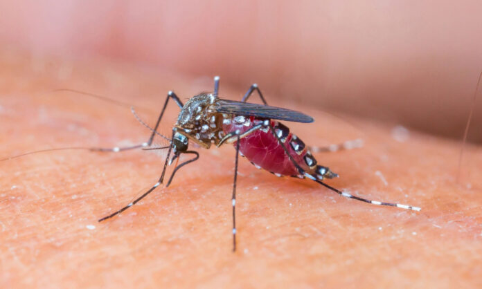 1749700-bigstock-mosquito-sucking-blood.jpg