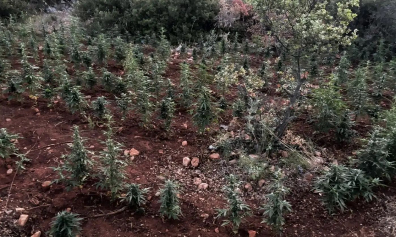Βοιωτία: Εντοπίστηκε φυτεία με πάνω από 1.500 δενδρύλλια κάνναβης – Συνελήφθησαν 8 άτομα