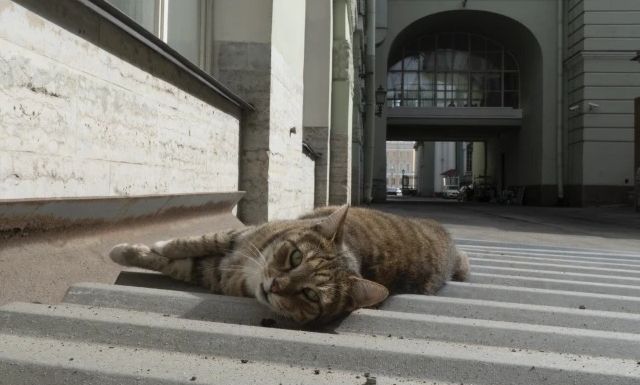 Φρίκη για τις πυρκαγιές στην Καλαβρία: Εμπρηστές έδεναν υφάσματα σε γάτες και τους έβαζαν φωτιά