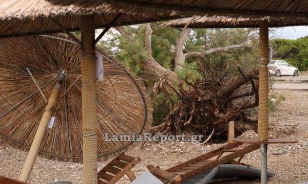 Κακοκαιρία: Το μπουρίνι σάρωσε τις παραλίες της Αρκίτσας – Ξεριζώθηκαν δέντρα