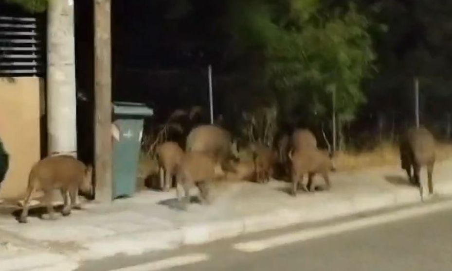 Θρακομακεδόνες: Κοπάδι αγριογούρουνα κόβουν βόλτες στο κέντρο της πόλης – Βίντεο