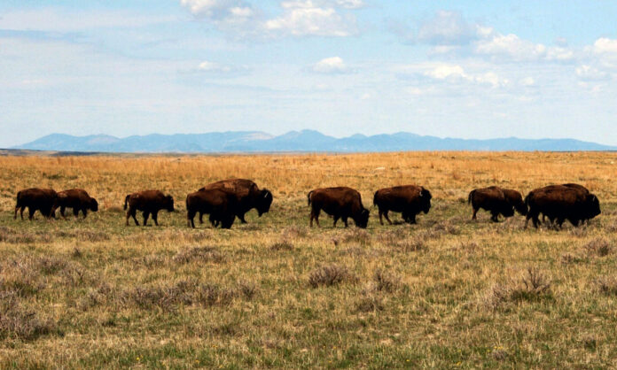 1752966-228740af-bison.jpg