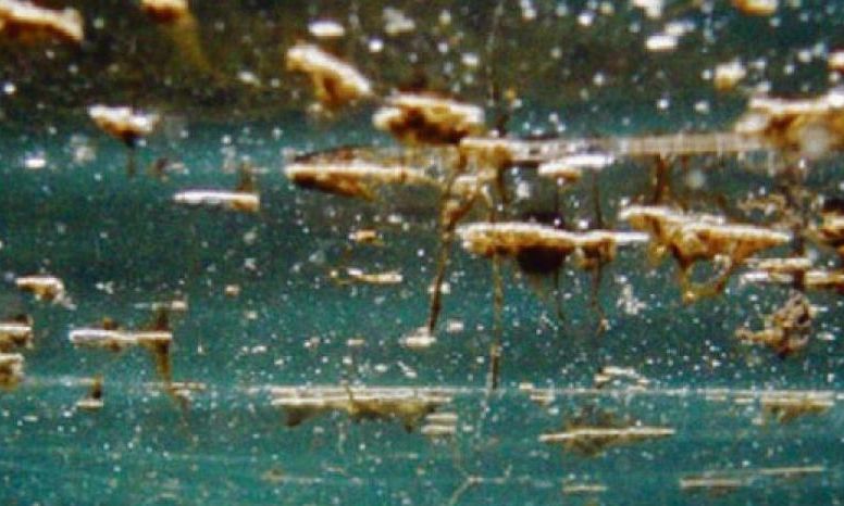 Ostreopsis ovata: Το τοξικό φύκι που έχει εισβάλει στη Μεσόγειο – Επιπτώσεις και κίνδυνοι