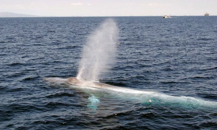 1753445-blue-whale.jpg