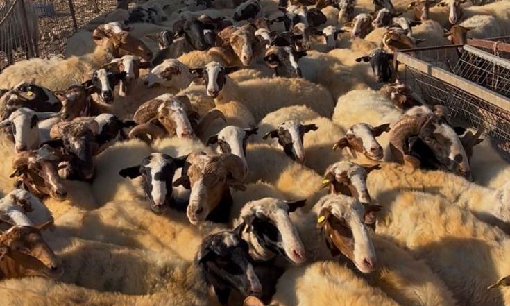 Πρώτος μαζικός επιτόπιος έλεγχος για αγροτικές επιδοτήσεις -195 κτηνοτρόφοι ελέγχθηκαν στην Κρήτη