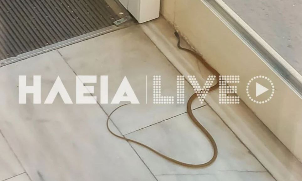 Πανικός στο Νοσοκομείο Πύργου: Φίδι εισέβαλλε στα Επείγοντα – Εικόνες
