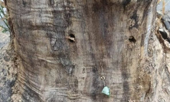 Βανδαλισμός με στόχο δύο… δέντρα στο κέντρο της Θεσσαλονίκης – Διοχέτευσαν στον κορμό υγρό