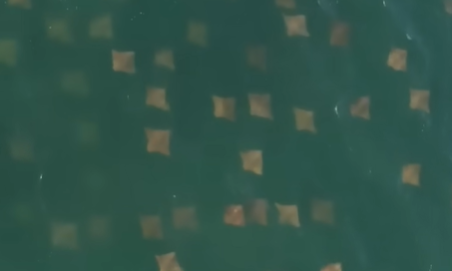 Εντυπωσιακό βίντεο από drone κατέγραψε χιλιάδες σαλάχια στα ανοιχτά της Νέας Υόρκης