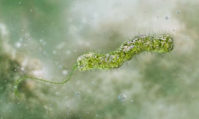 Vibrio: Όσα γνωρίζουμε για το βακτήριο που τρώει τη σάρκα – Πάνω από 15 κρούσματα και 7 θάνατοι