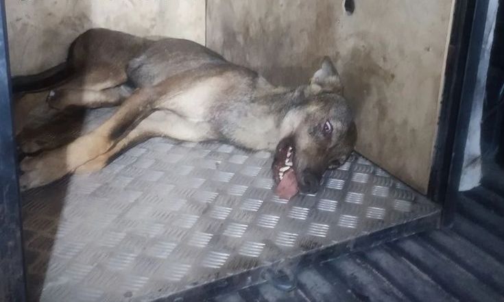 Θεσσαλονίκη: Εντοπίστηκε και πιάστηκε ο λύκος που τραυμάτισε την 4χρονη στην Πολίχνη