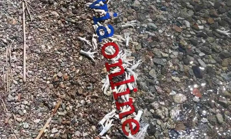 Απίστευτο περιστατικό στην Εύβοια:Χιλιάδες πόδια από κοτόπουλα και γαλοπούλες ξεβράστηκαν σε παραλία