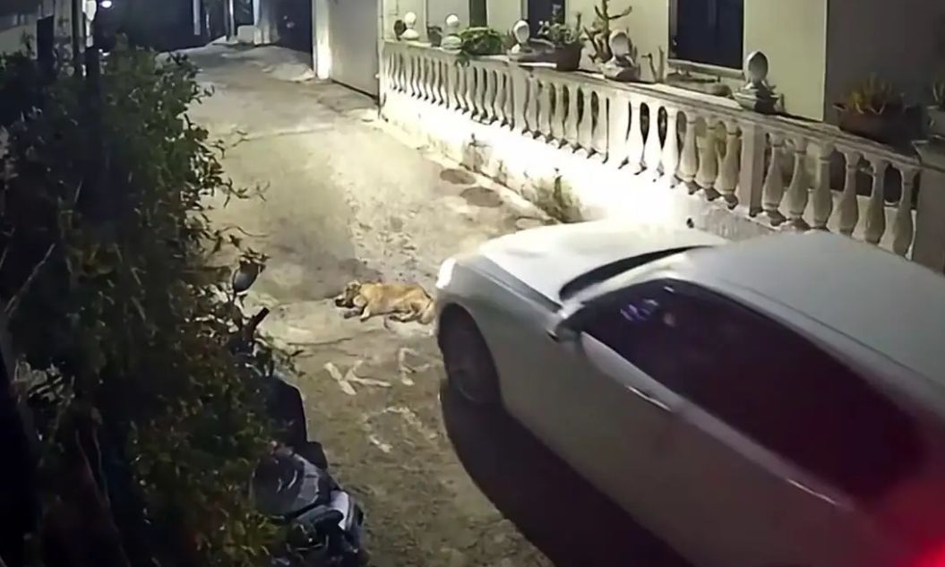 Κτηνωδία στην Κέρκυρα: Πάτησε σκύλο με το αυτοκίνητο που κοιμόταν στο δρόμο – Σκληρό βίντεο