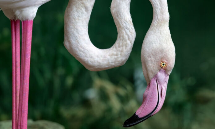 1759061-20cfa876-flamingko.jpeg