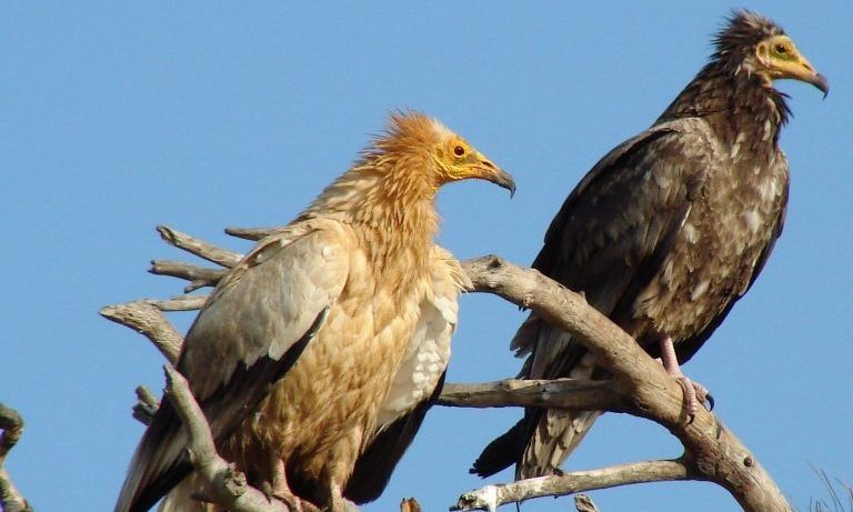 Βαλκανική «συμμαχία» για την προστασία του Ασπροπάρη – Η σημασία του Εθνικού Πάρκου Δαδιάς