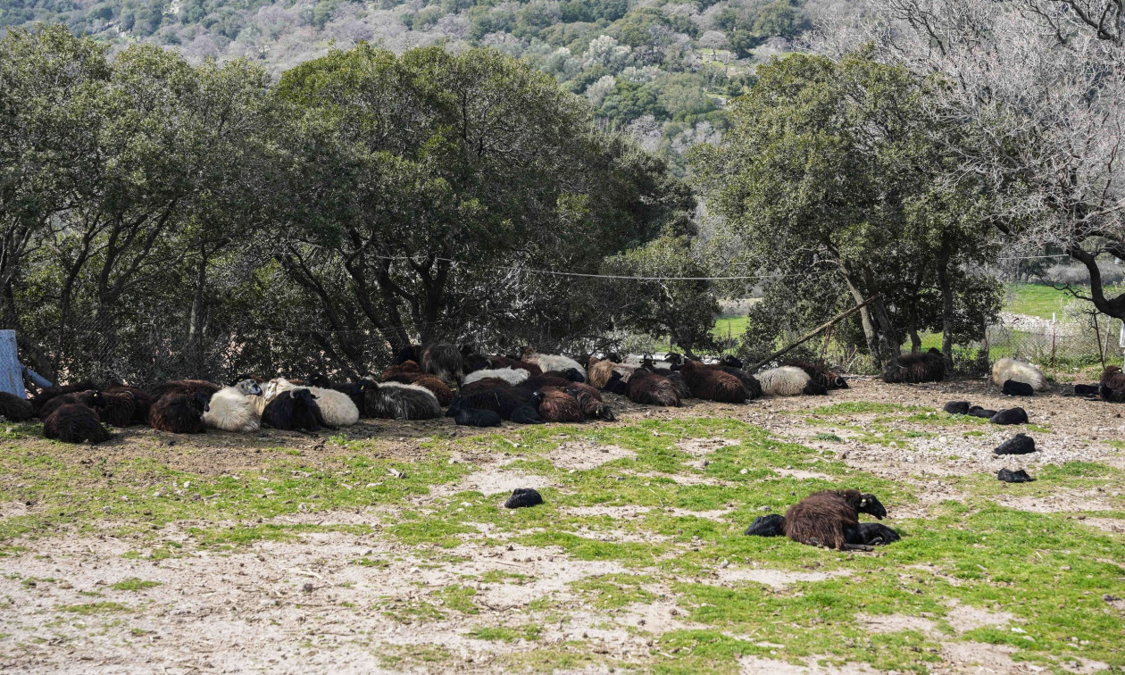Μυτιλήνη: Στο υπουργείο Εθνικής Άμυνας η διαχείριση ελέγχων για τον αφθώδη πυρετό – Τι αλλάζει