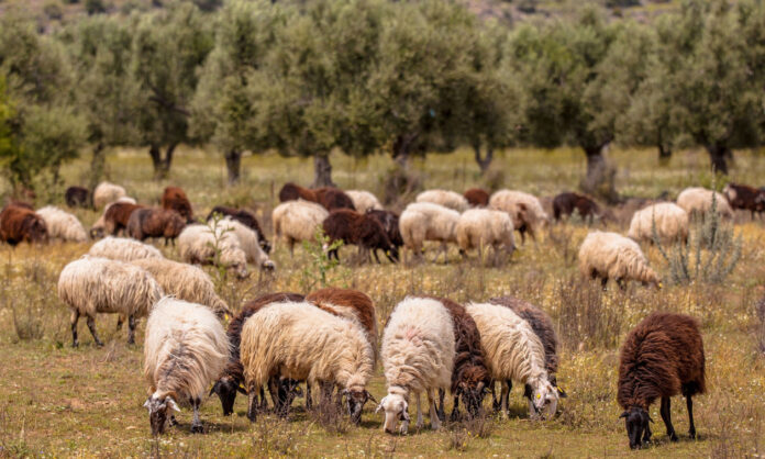 1762012-bigstock-organic-farming-in-greece-146130722.jpg