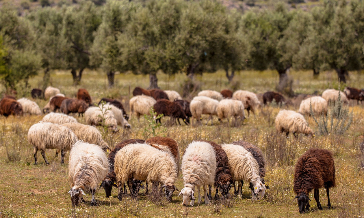 «Μια σφαγή»: Πάνω από 60 πρόβατα σκοτώθηκαν σε επίθεση λύκων, «μία από τις μεγαλύτερες στη Γαλλία»