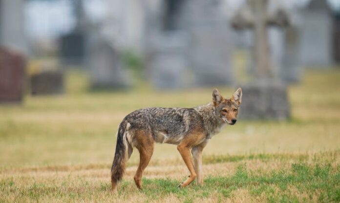 1762982-10d15342-coyote.jpg