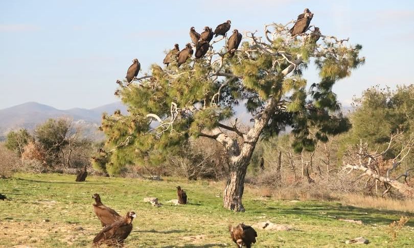 Δαδιά: Μαυρόγυπες «κατακλύζουν» τα κλαδιά ενός πεύκου – Το μοναδικό στιγμιότυπο