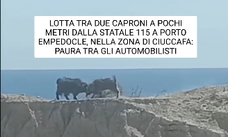 Ιταλία: Δύο τράγοι «μονομαχούν» με τα κέρατά τους δίπλα σε εθνική οδό, στη Σικελία – Βίντεο viral